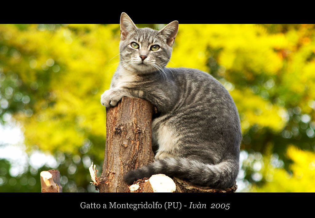 gatto-monte-gridolfo.jpg